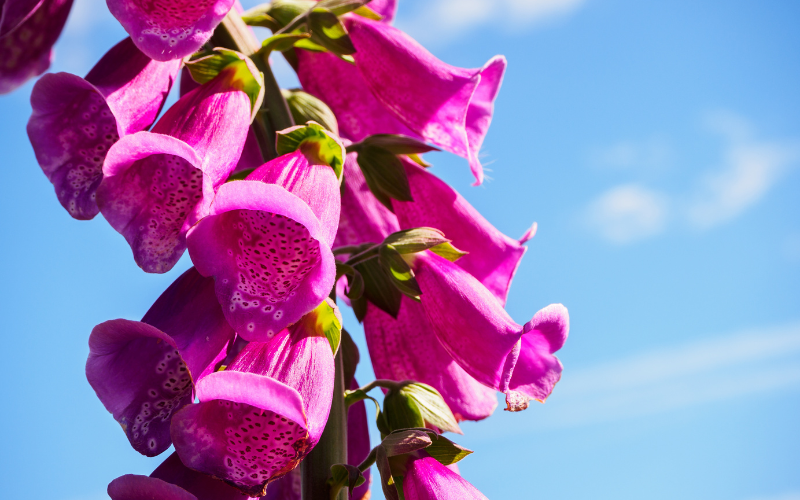 Foxglove Flower - List of French Flower Names