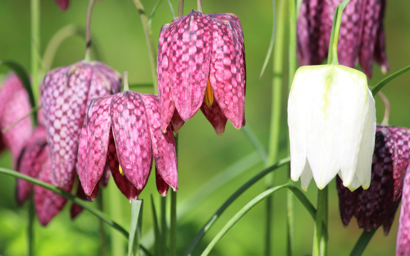 Fritillary Flower -  Flowers Name Starting with F 