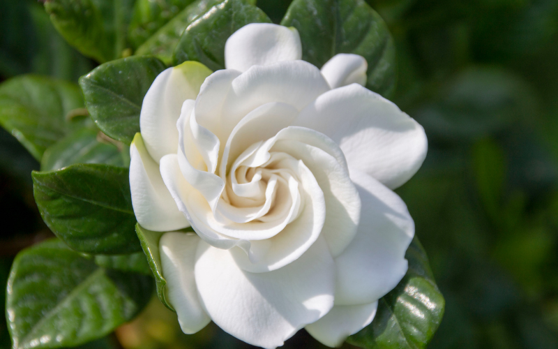 Gardenia Flower - White Flowers Name