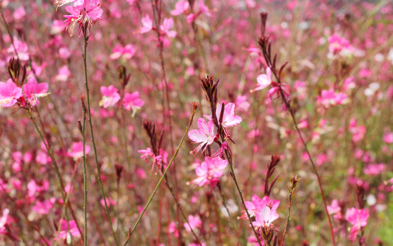 Gaura Flower - Pink Flowers Name 