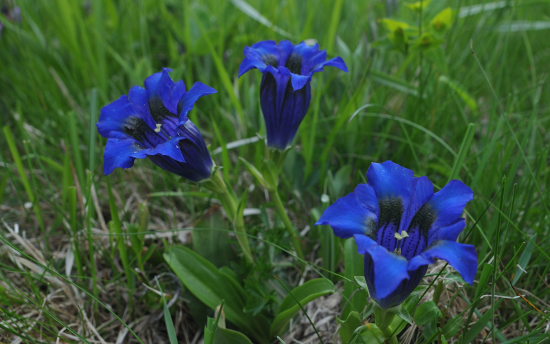 Gentiana saponaria - Blue Flowers Name