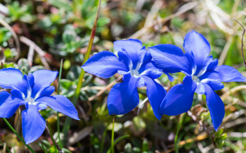 Gentiana verna flower - Blue Flowers Name