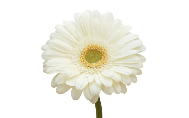 Gerbera Daisy Flower - White Flowers Name