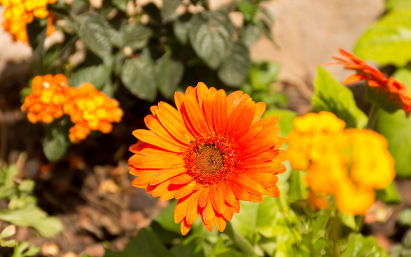 Gerbera Daisy Flower - Orange Flowers Name 