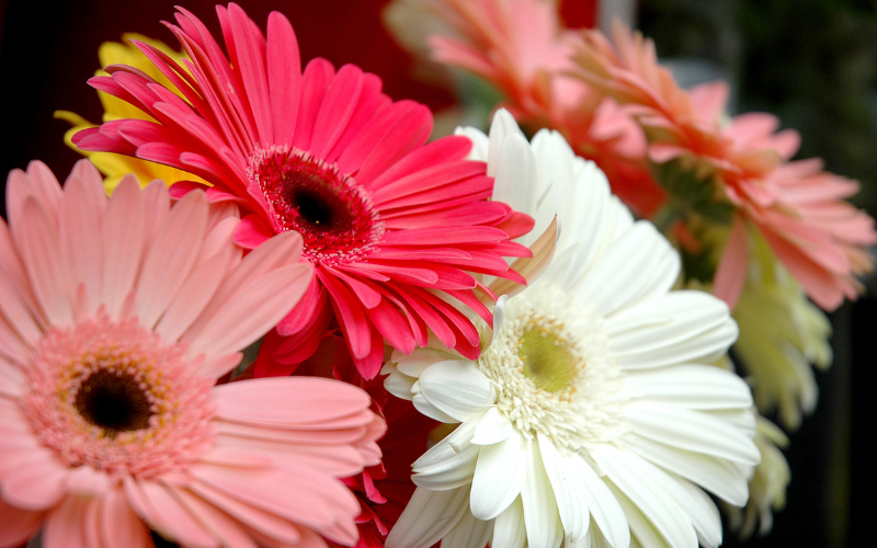 Gerbera Flower - Flowers Name Starting with G