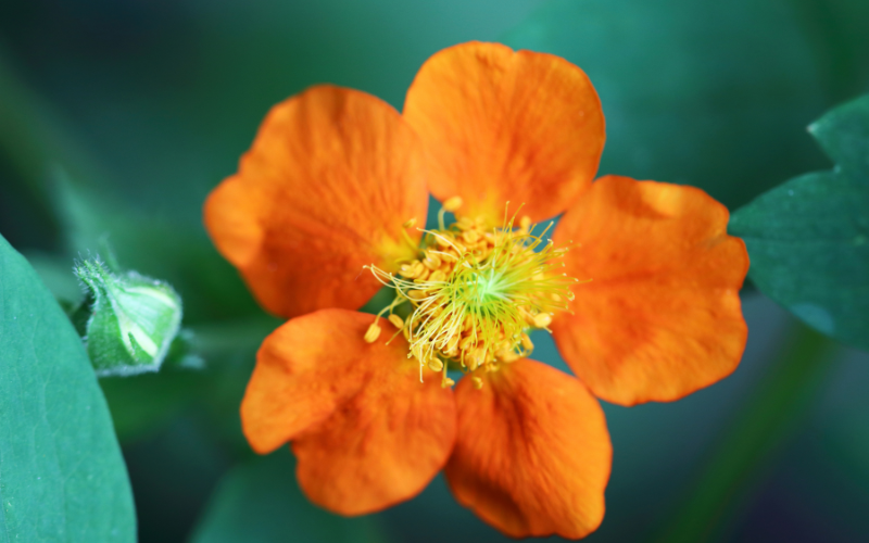 Geum Flower - Flowers Name Starting with G