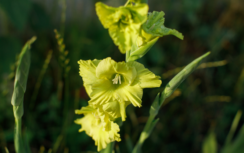 Gladiolus Flower -  Green Flowers Name