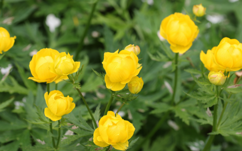 Globeflower - Flowers Name Starting with G