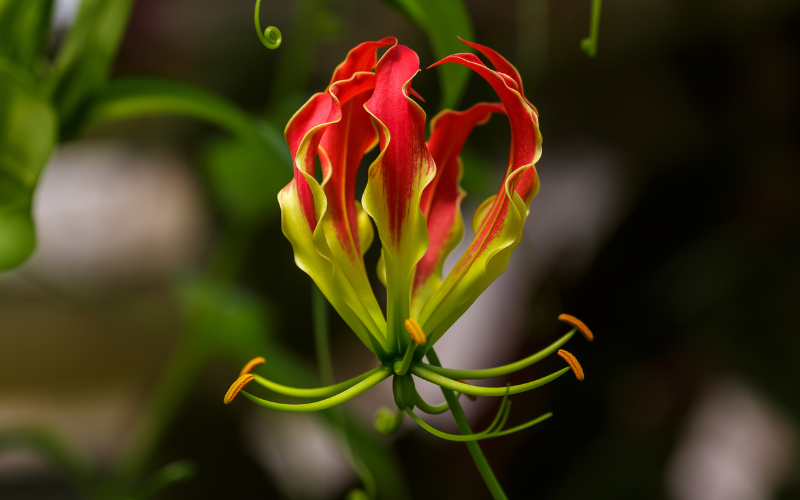 Gloriosa Flower - Top 10 Most Expensive Flowers In The World