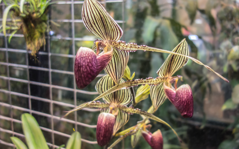 Gold of Kinabalu Orchid Flower - Top 10 Most Expensive Flowers In The World 