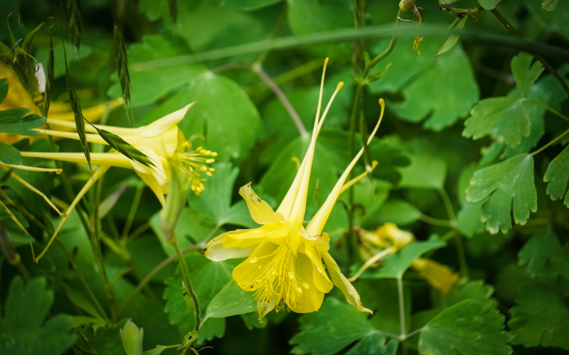 Golden Columbine Flower - Flowers Name Starting with G