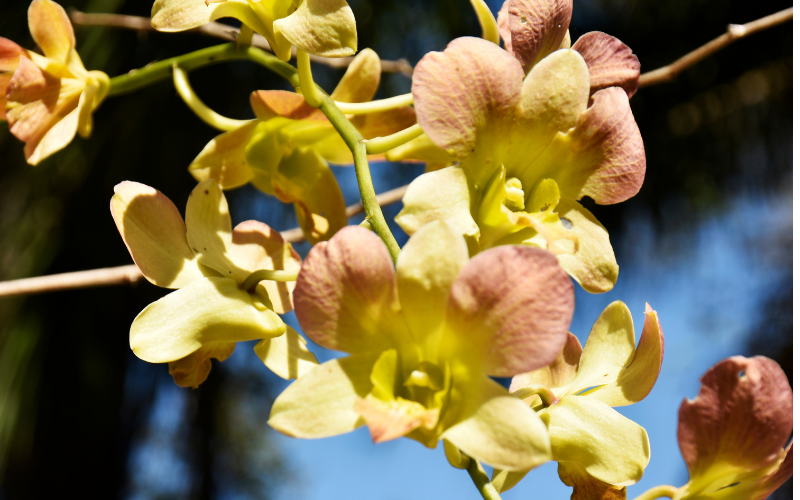 Golden Leaf Edged-Orchid flower - Brown Flowers Name