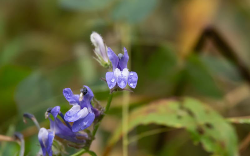 Great Lobelia Flower - Blue Flowers Name with Pictures