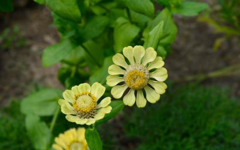Green Envy Zinnia Flower-Flowers Name Starting with G