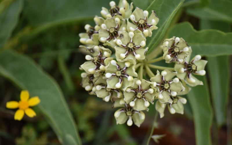 Green Milkweed Flower - Flowers Name Starting with G