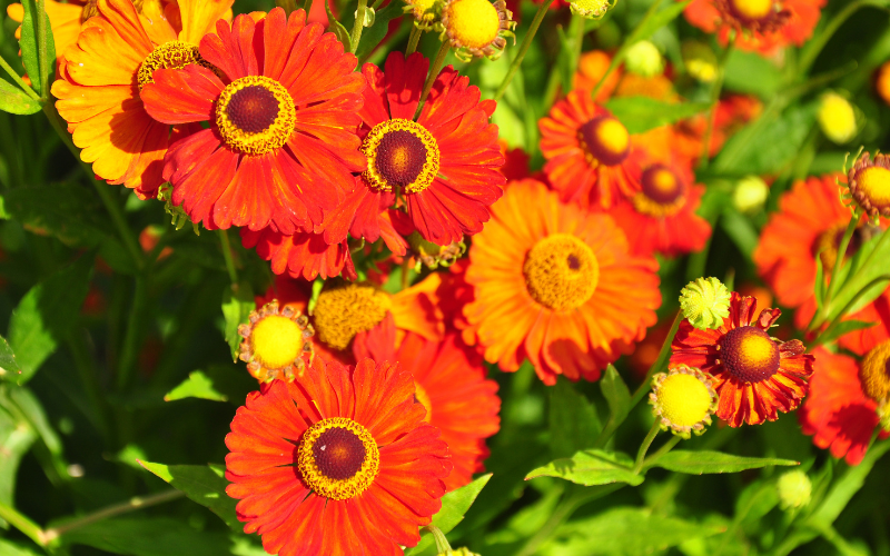Helenium Flower - Orange Flowers Name