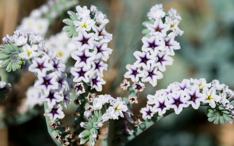Heliotrope Flower - White Flowers Name