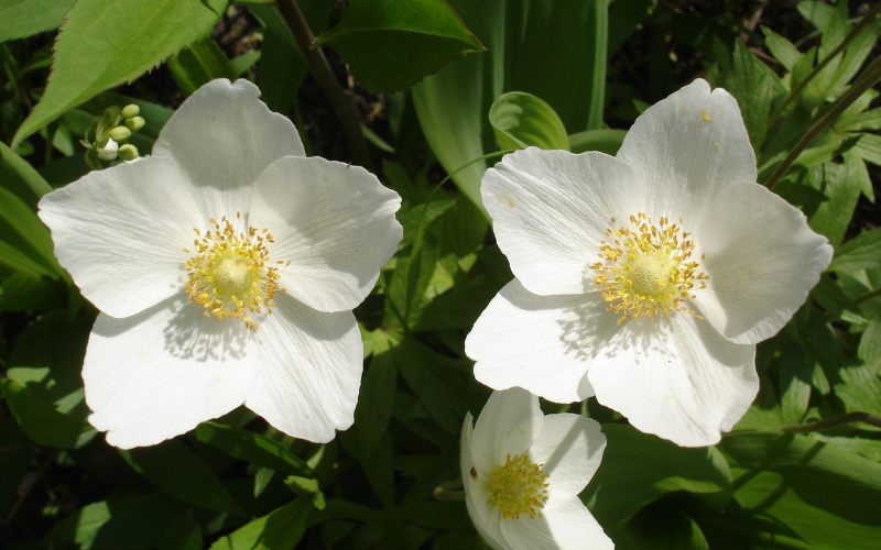 Hellebore Flower - White Flowers Name