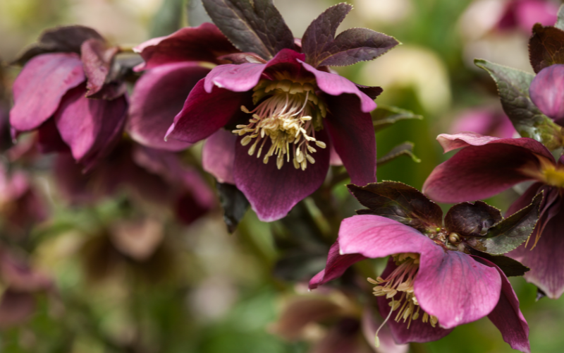 Hellebore Flower - Flowers Names Starting with H