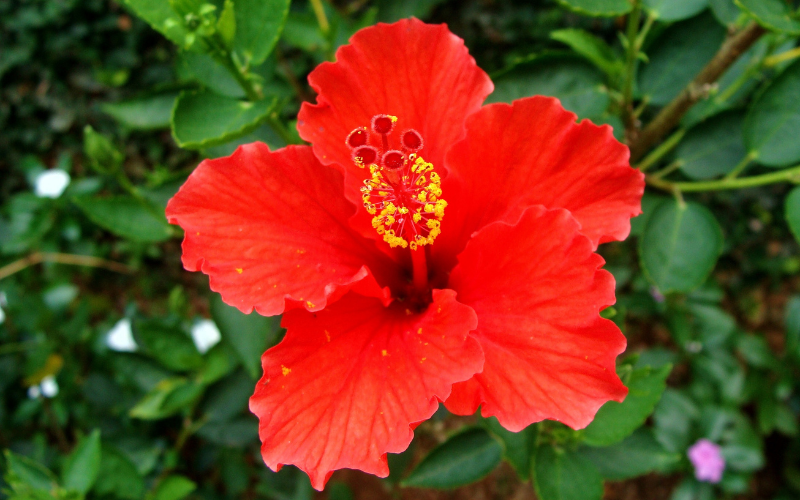 Hibiscus flower - Top 10 Biggest Flowers in the World
