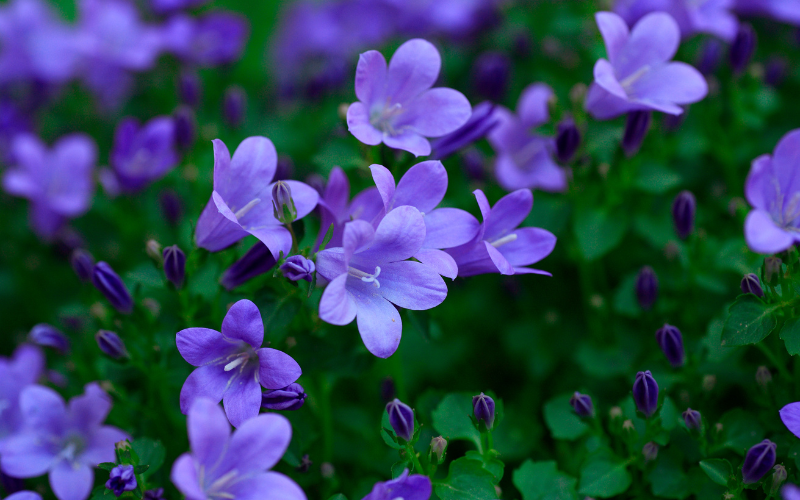 Himalayan Bellflower - Blue Flowers Name with Pictures