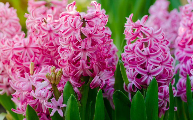 Hyacinth Flower - List of French Flower Names