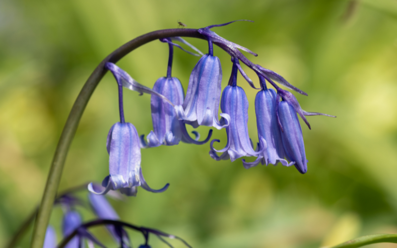 Hyacinthoides - Blue Flowers Name with Pictures