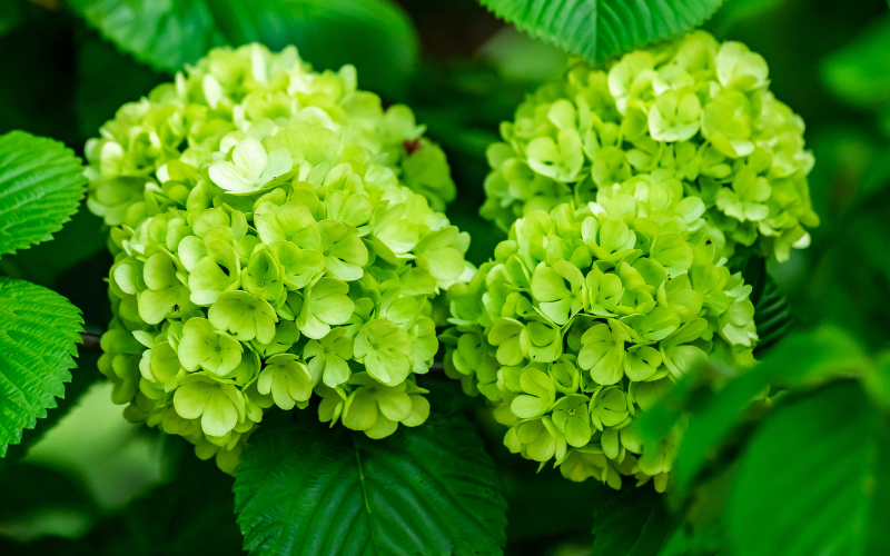 Hydrangea Flower -  Green Flowers Name
