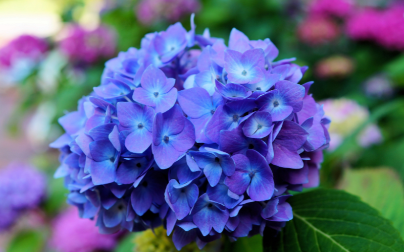 Hydrangea Flower - Blue Flowers Name with Pictures