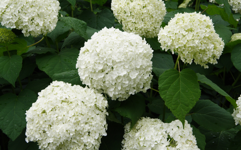Hydrangea Flower -  Flowers Name In Japanese and English