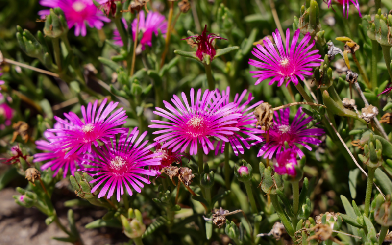 Ice Plant Flower - Flowers Names Starting with I