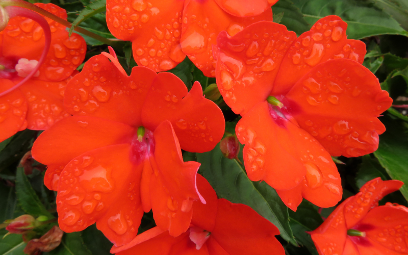 Impatiens Flower - Orange Flowers Name
