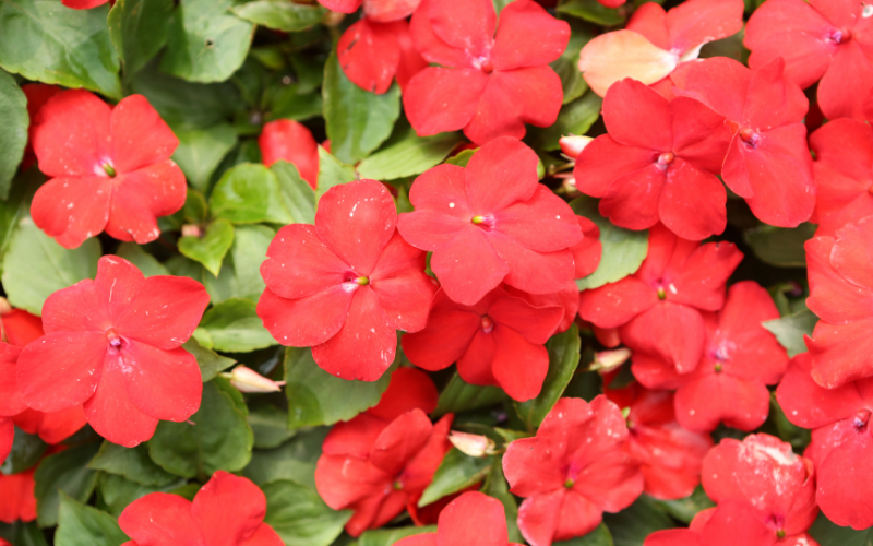 Impatiens Flower - Flowers Names Starting with I