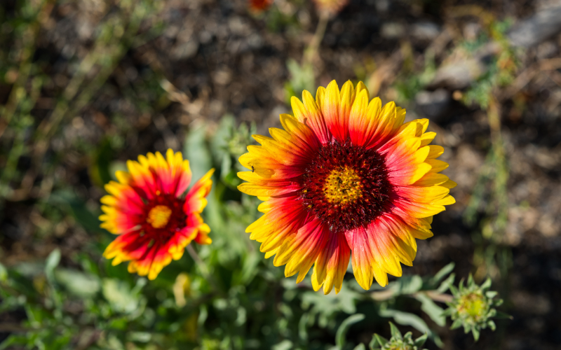 Indian Blanket Flower - Flowers Names Starting with I
