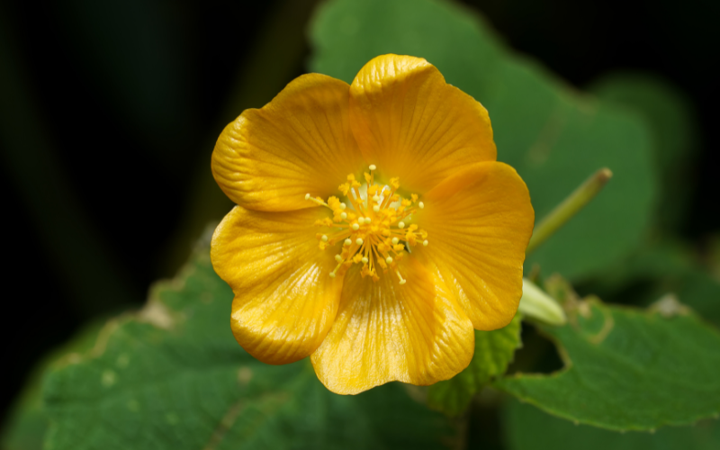 Indian Mallow Flower - Flowers Name Starting with I