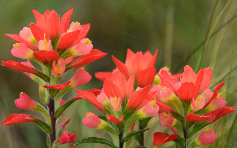 Indian Paintbrush Flower - Flowers Names Starting with I