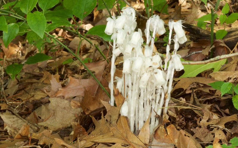 Indian Pipe Flower - Flowers Name Starting with I