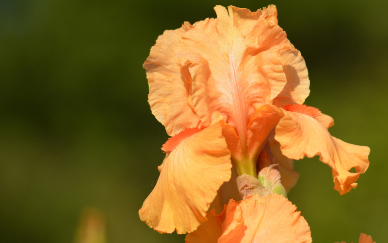  Iris  Flower - Orange Flowers Name