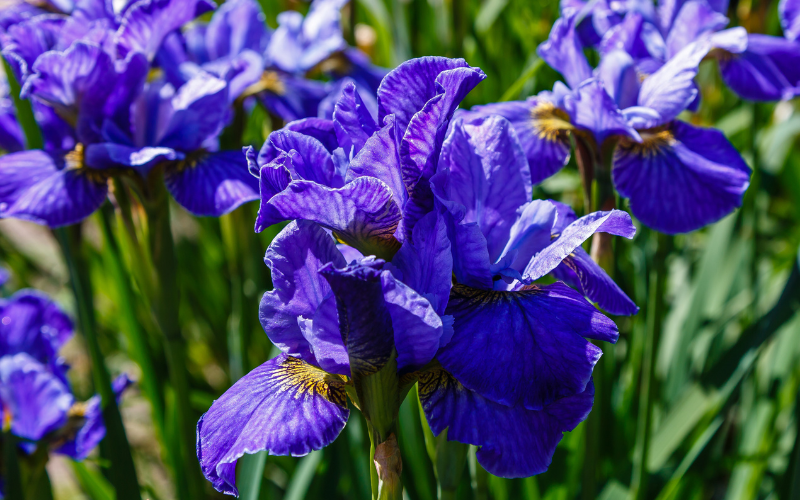 Iris sibirica flower - Blue Flowers Name