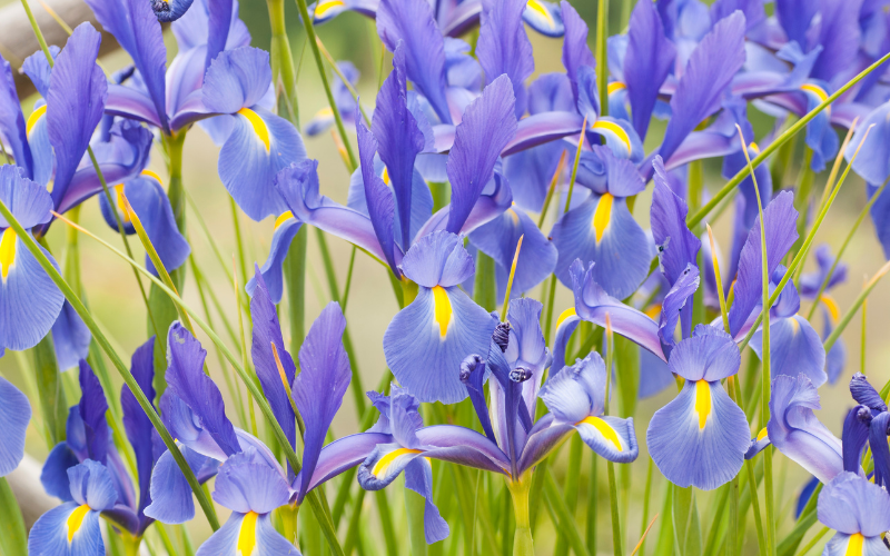 Irises Flower - Flowers Names Starting with I
