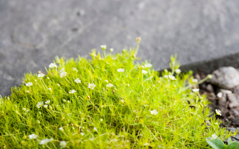 Irish moss Flower - Flowers Names Starting with I