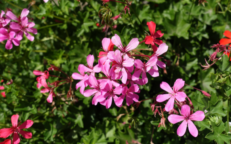 Ivy Geranium Flower - Pink Flowers Name