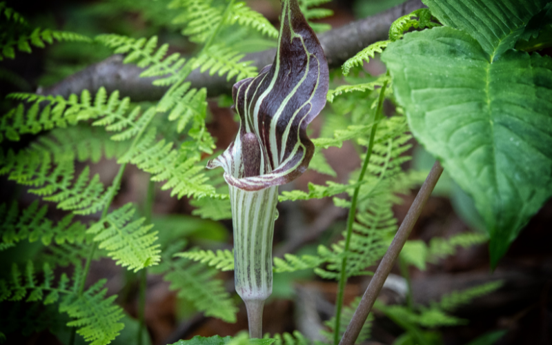 Jack-in-the-Pulpit Flower - Flowers Names Starting with J