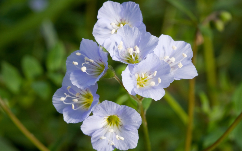 Jacob's Ladder Flower - Flowers Names Starting with J