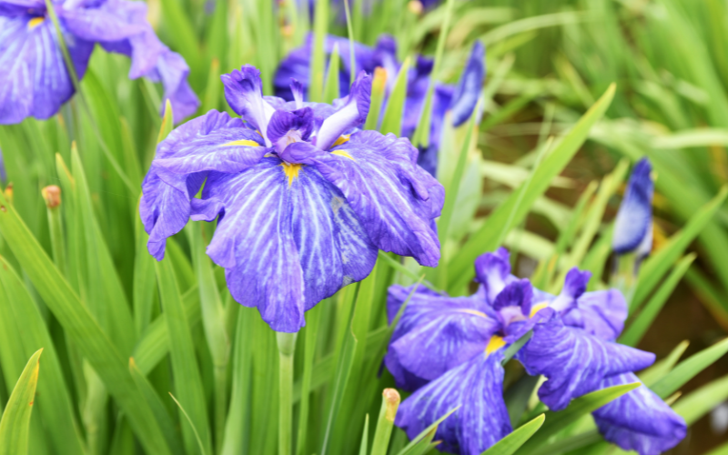 Japanese Iris Flower - Blue Flowers Name with Pictures