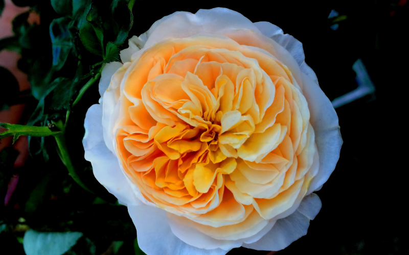 Juliet Rose Flower - Top 10 Most Expensive Flowers In The World