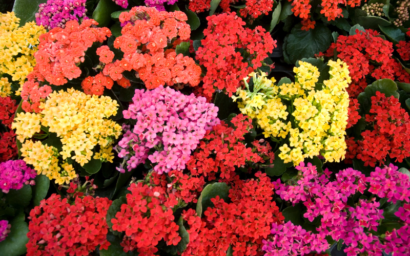 Kalanchoe Flower- Flowers Names Starting with K