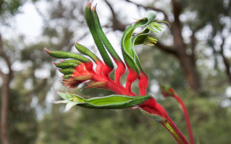 Kangaroo Paw Flower -  Flowers Names Starting with K