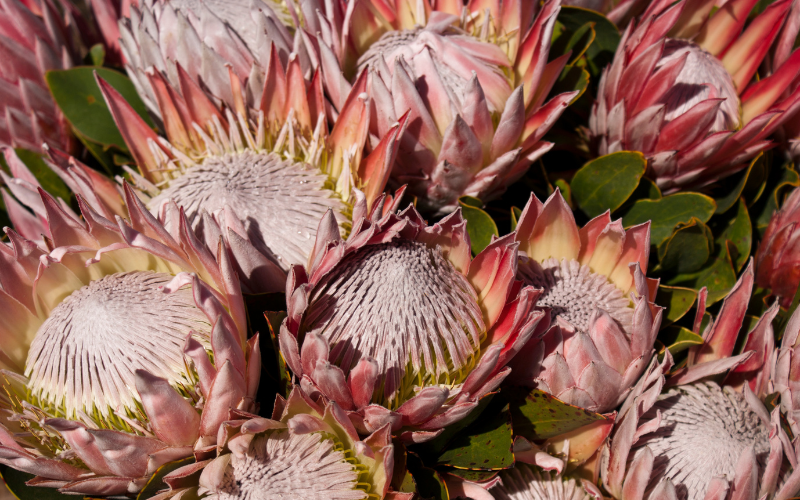 King Protea Flower -  Flowers Names Starting with K