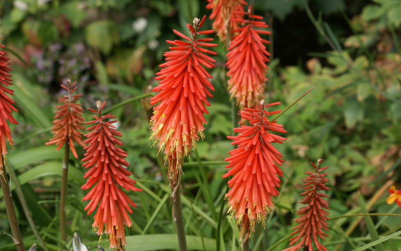 Kniphofia Flower -  Flowers Names Starting with K